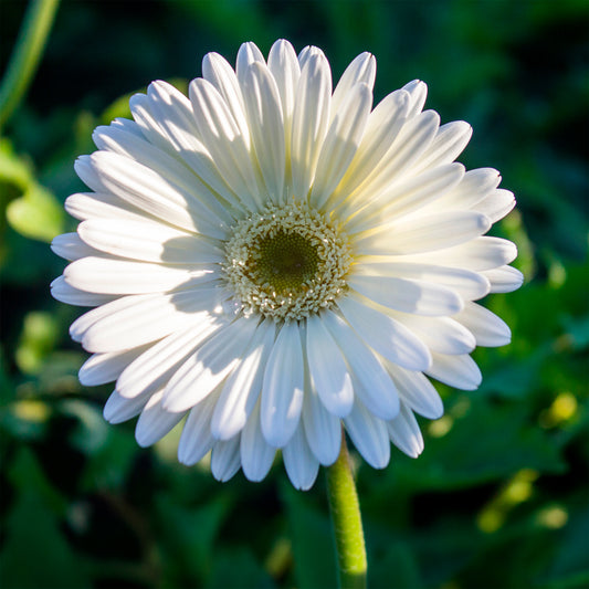 Gerbera wit - Bakker