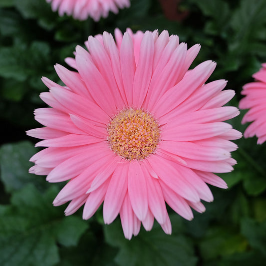 Gerbera roze - Bakker