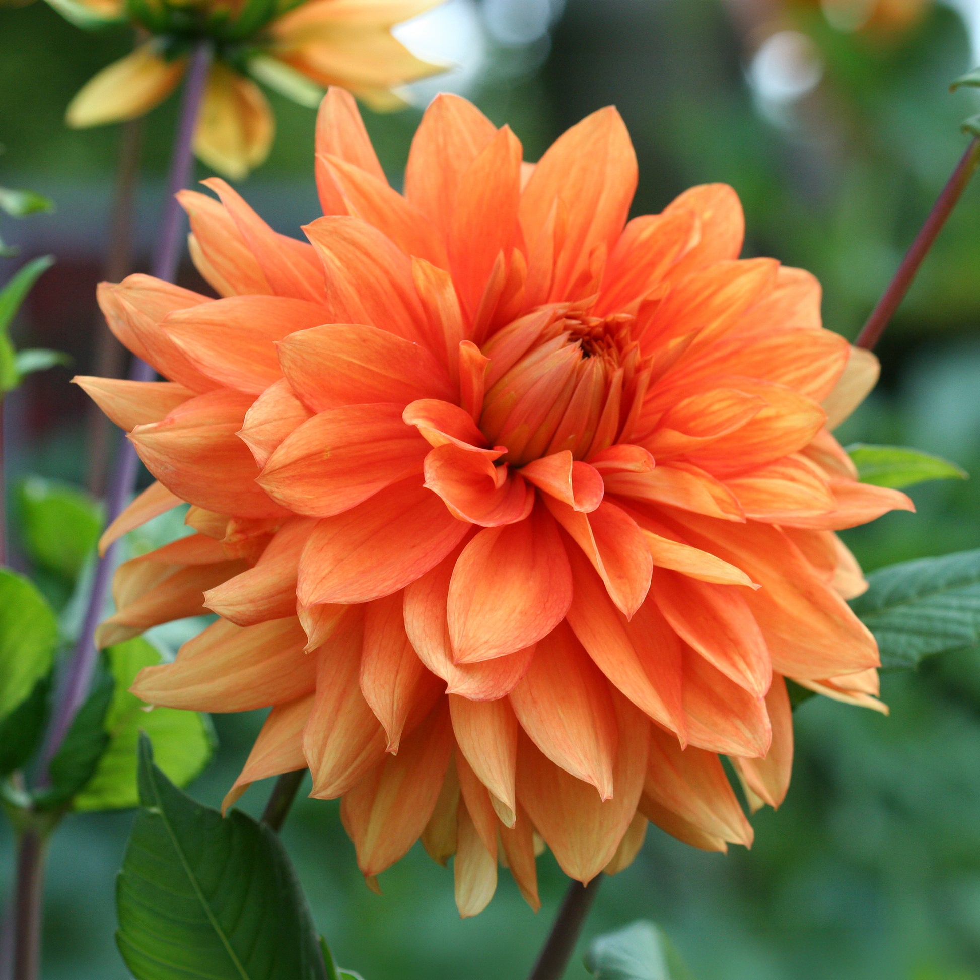 Dahlia oranje - Dahlia pinnata - Bakker