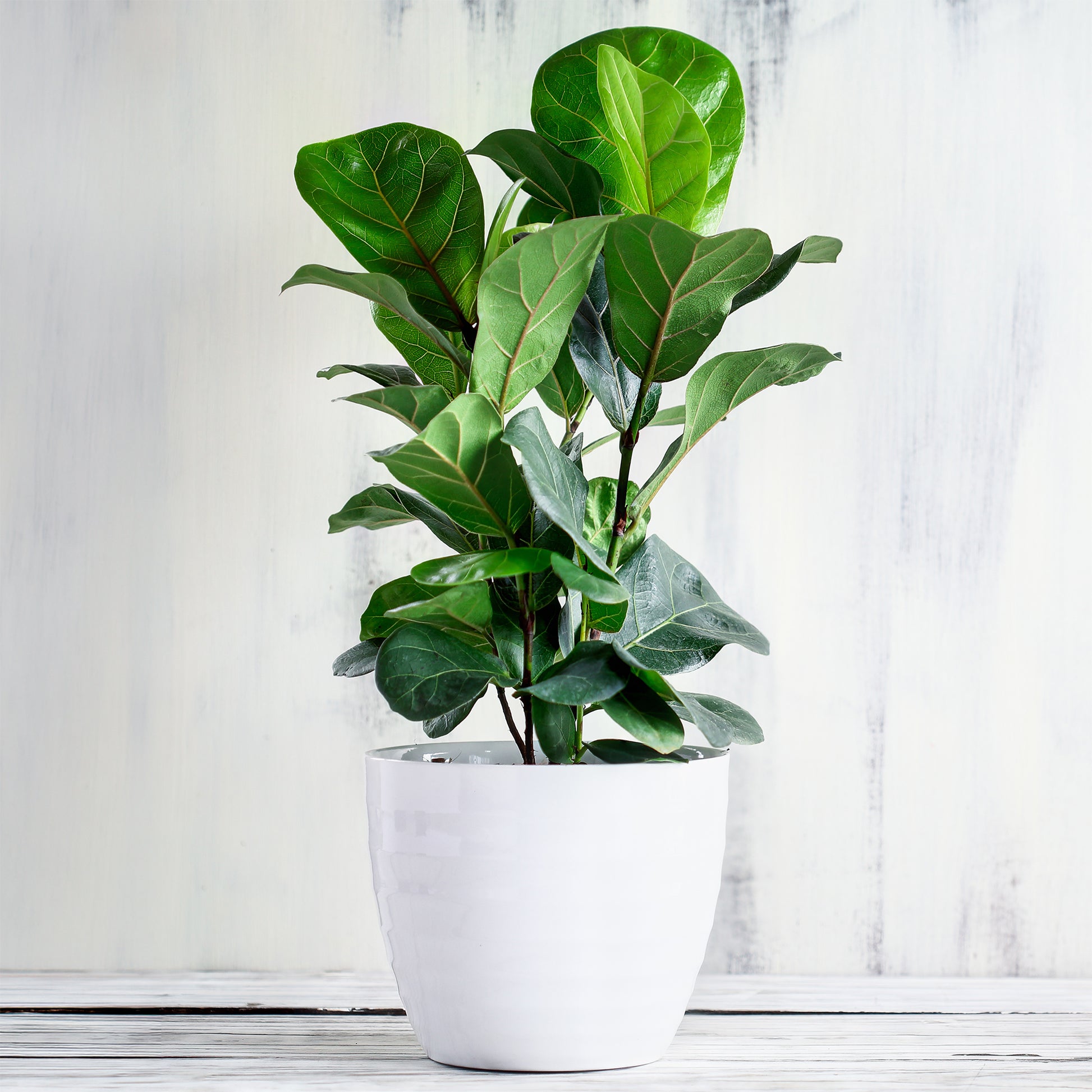 Geigenfeige - Ficus Lyrata - Bakker