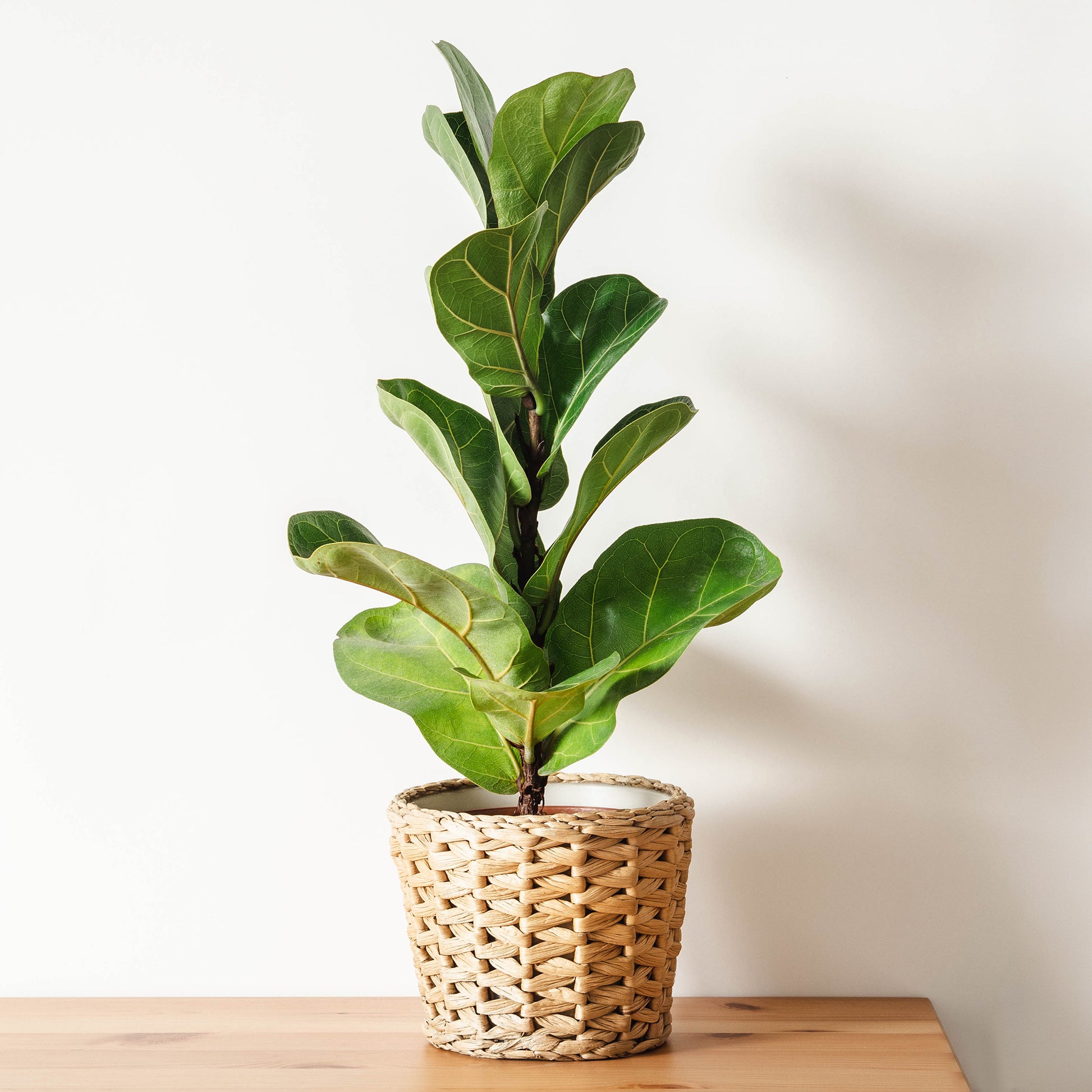 Ficus - Geigenfeige - Ficus Lyrata