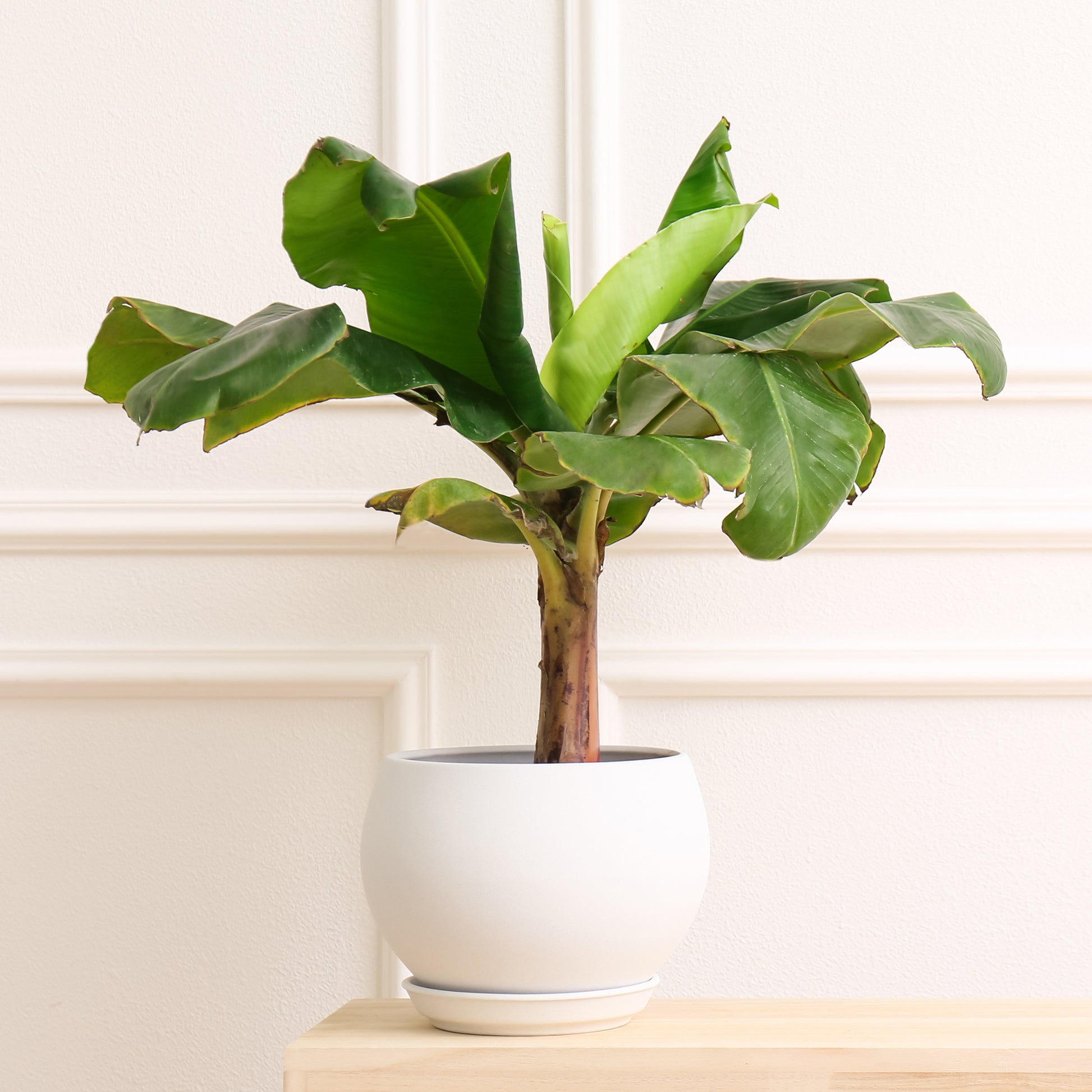 Ficus Lyrata - Geigenfeige - Ficus