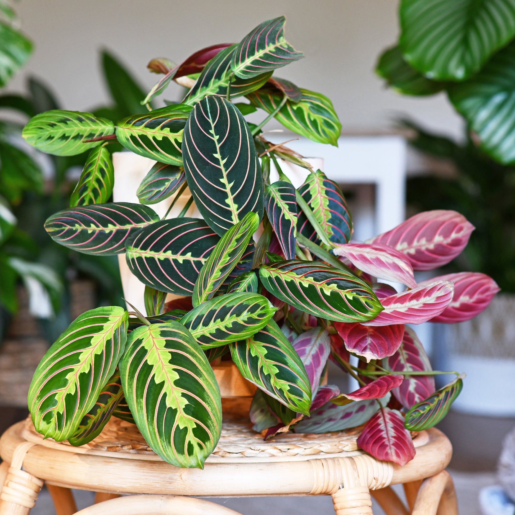 Marante Fascinator - Maranta leuconeura fascinator - Bakker