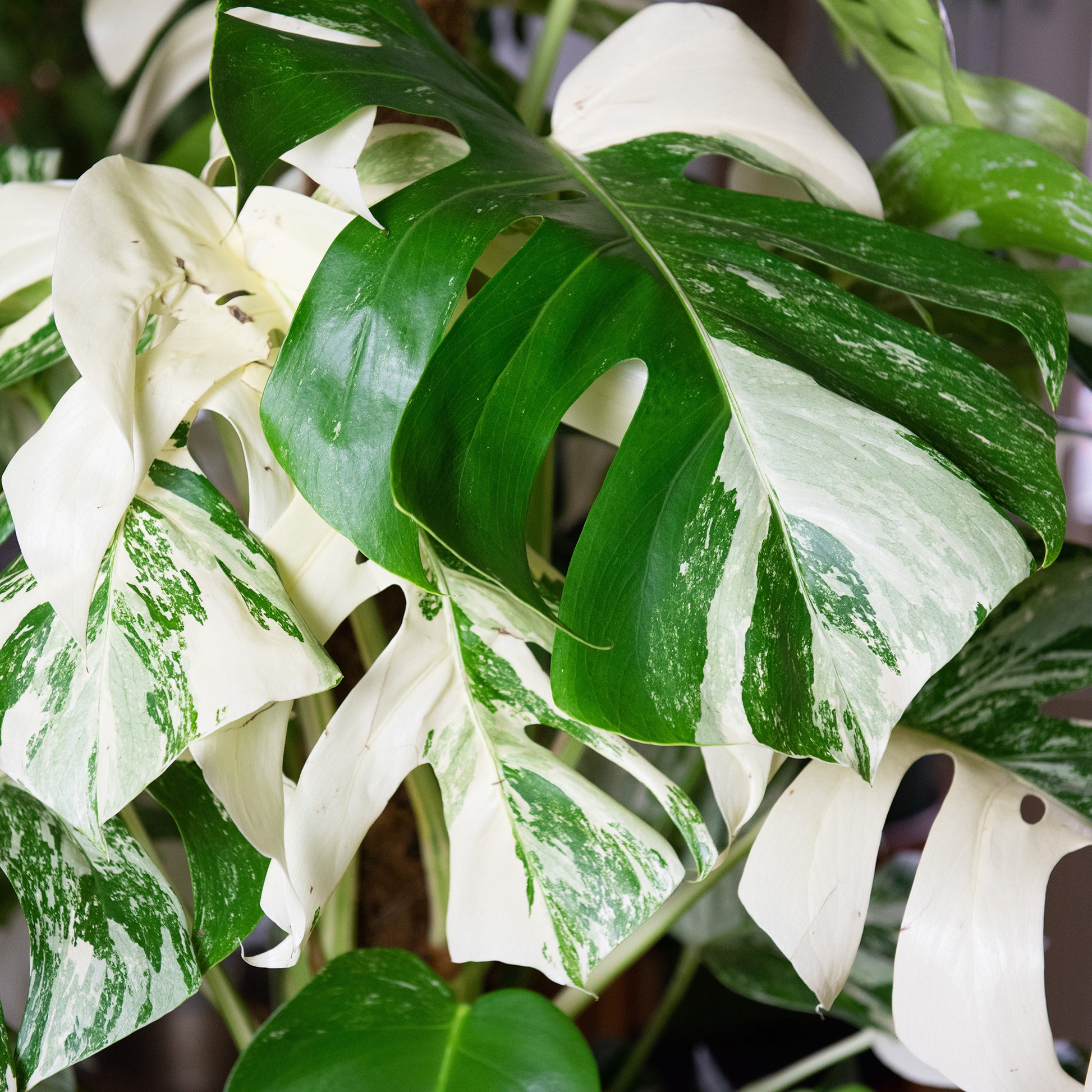 Buntes Fensterblatt - Monstera Deliciosa Variegata - Bakker