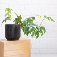 Monstera Minima - Mini-Fensterblatt - Philodendron