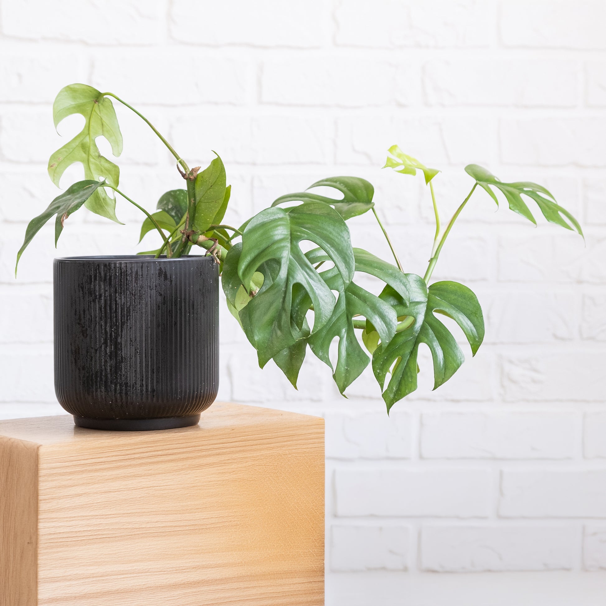 Monstera Minima - Mini-Fensterblatt - Philodendron