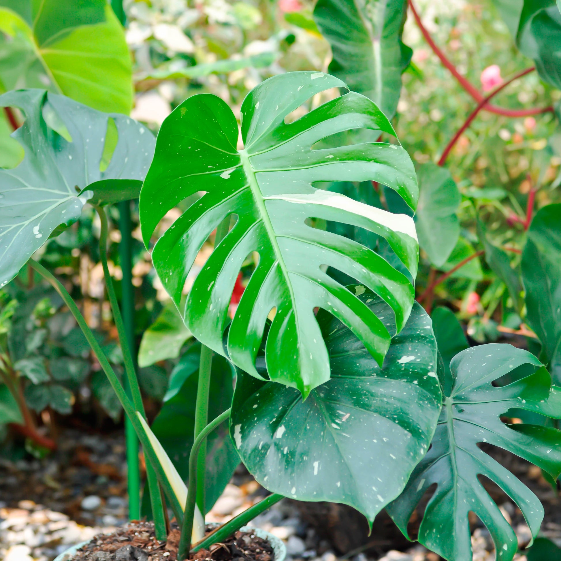 Monstera Thai Constellation - Monstera Thai Constellation - Bakker