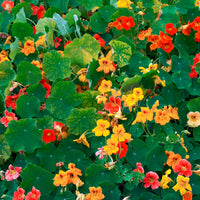 Gelbe Kapuzinerkresse - Tropaeolum majus - Bakker
