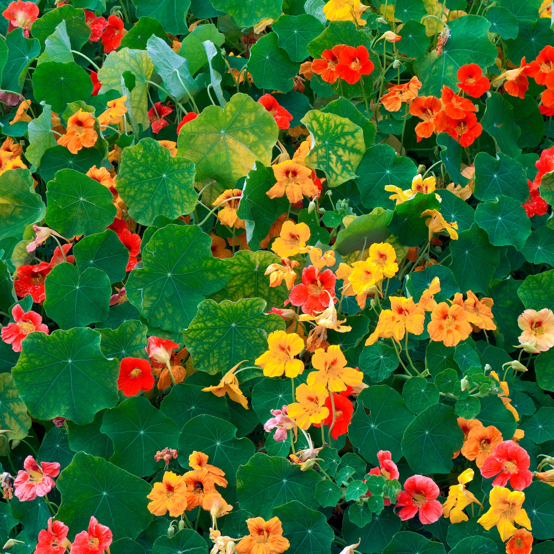 Gelbe Kapuzinerkresse - Tropaeolum majus - Bakker