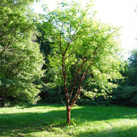 Acer griseum - Papieresdoorn - Esdoorn