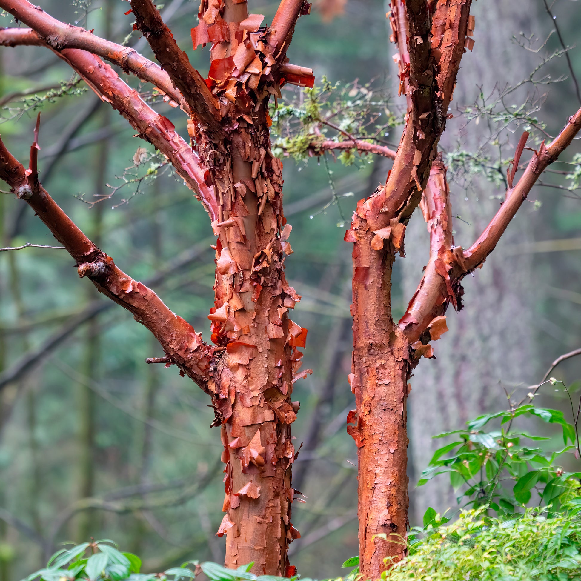 Verkoop Papieresdoorn - Acer griseum