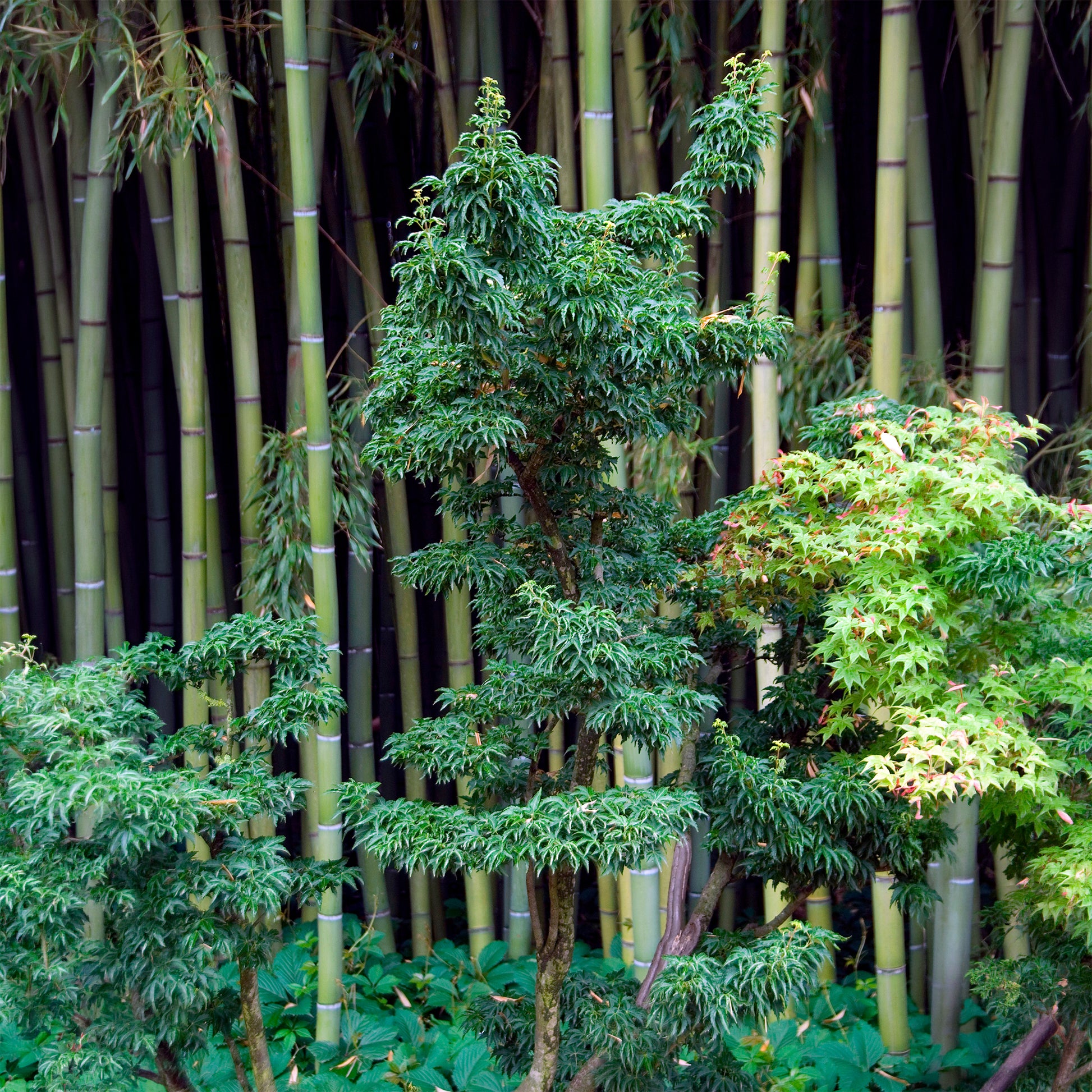 Acer palmatum Shishigashira - Japanse esdoorn Shishigashira - Japanse esdoorn