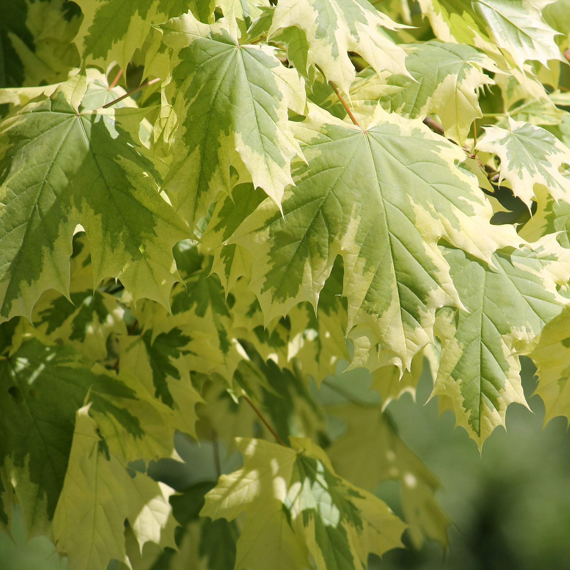 Esdoorn - Bonte Noorse esdoorn Drummondii - Acer platanoides Drummondii