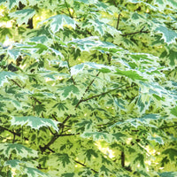 Bonte Noorse esdoorn Drummondii - Acer platanoides Drummondii - Bakker