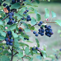 Elsbesbladige krentenboom Smokey - Amelanchier alnifolia Smokey - Bakker