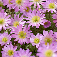 Oosterse Anemoon Pink Star -  - Bakker
