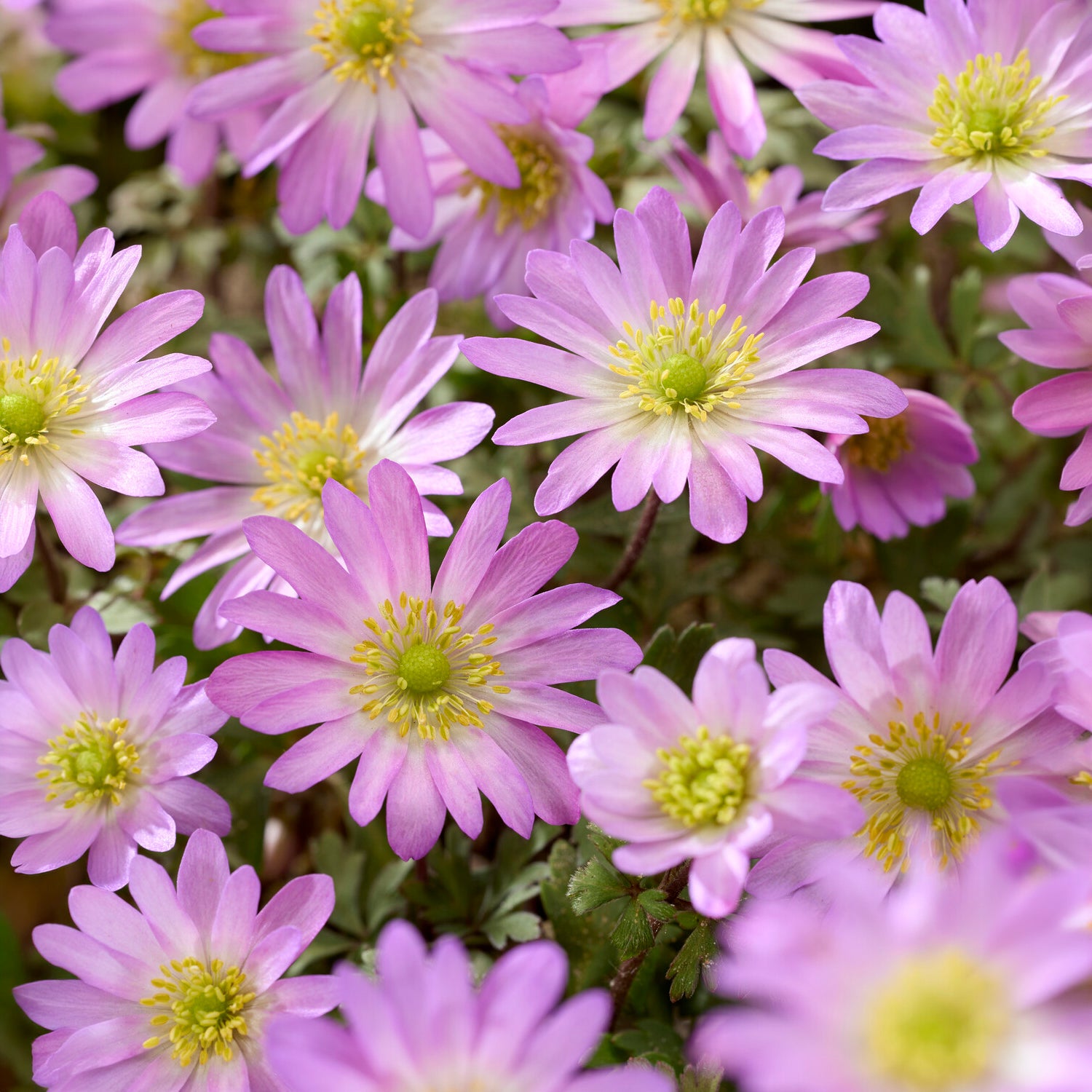 Oosterse Anemoon Pink Star -  - Bakker
