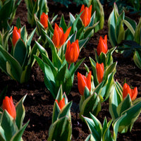 Tulipa praestans Unicum - Botanische tulp Unicum - Tulpen