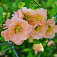 Japanse sierkwee Geisha Girl - Chaenomeles speciosa Geisha Girl - Bakker