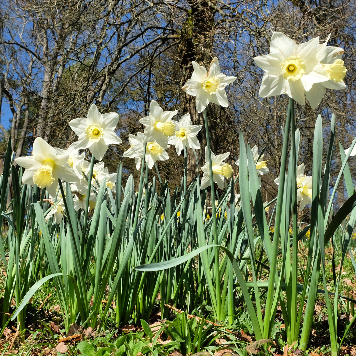 Narcissus Mount Hood - Narcis Mount Hood - Narcissen