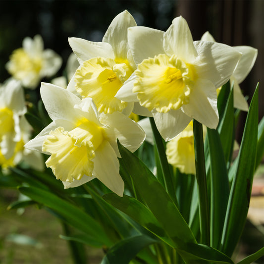 Narcis Mount Hood - Bakker