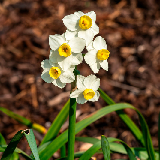 Narcis Avalanche - Bakker