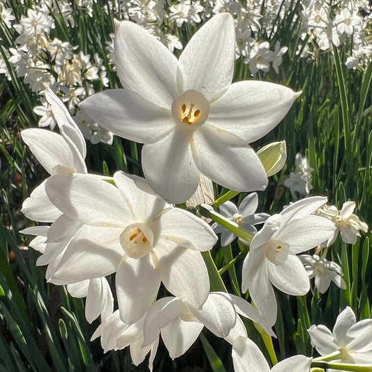 Narcis Paperwhite - Bakker