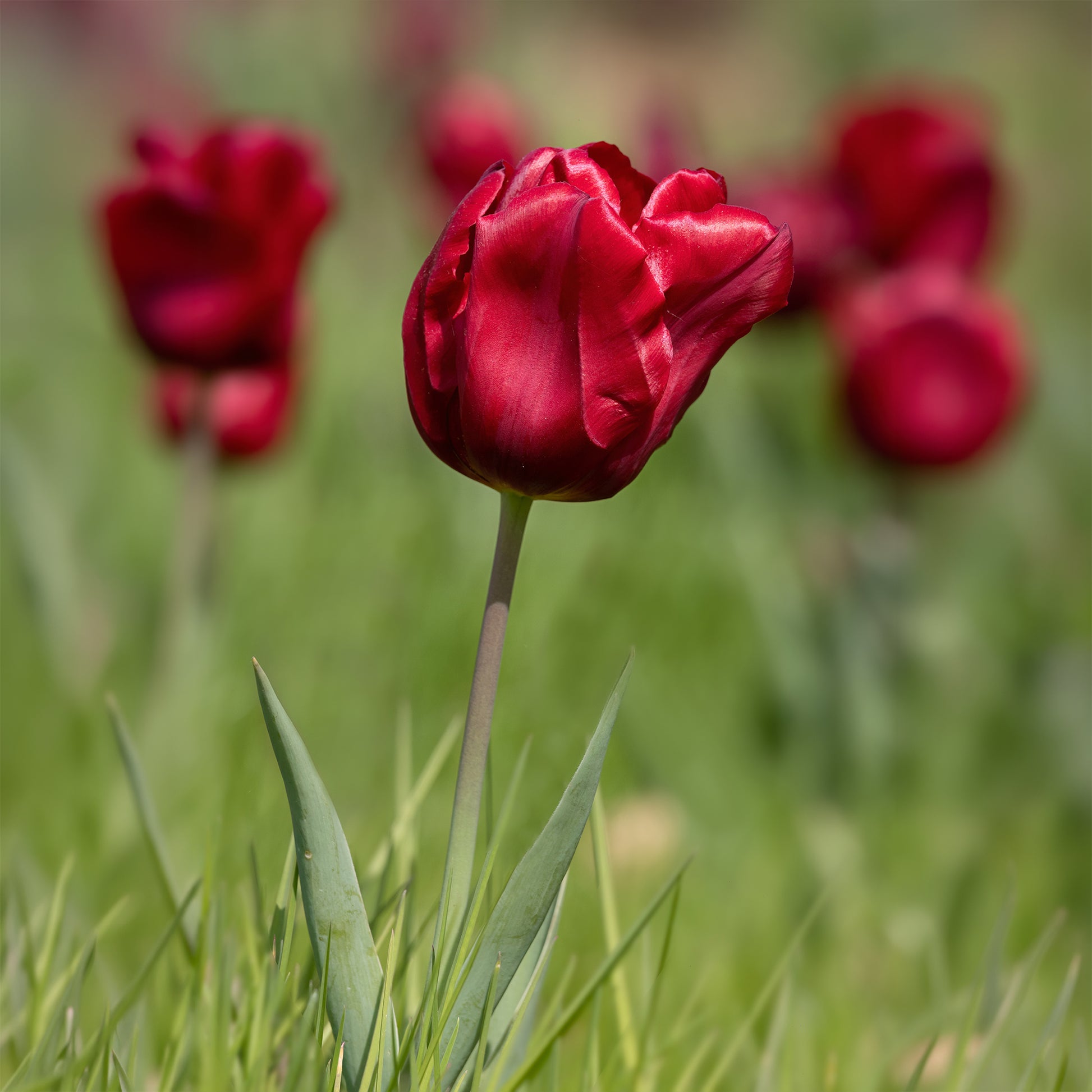 Verkoop Voorjaarsbollen voor rood-witte border