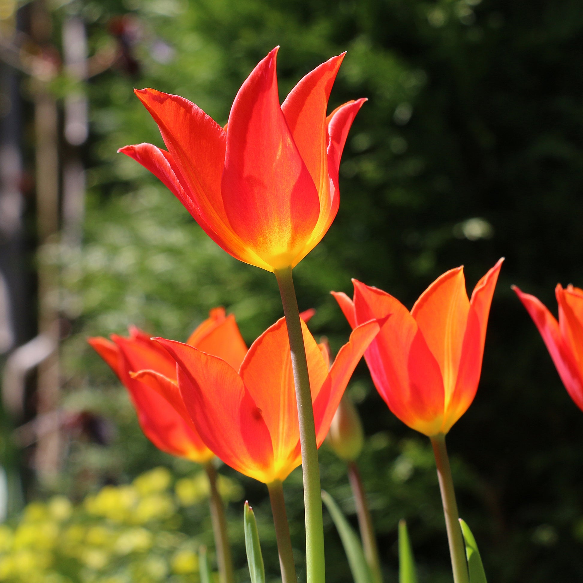 Tulp Ballerina -  - Bakker