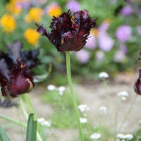 Tulp Black Parrot - Tulipa Black Parrot - Bakker