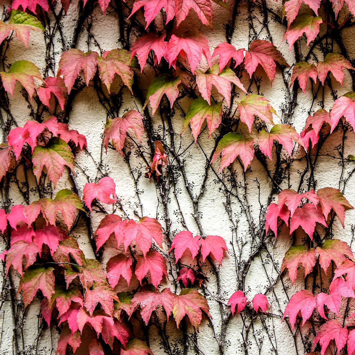Verkoop Wilde wingerd - Parthenocissus tricuspidata Veitchii