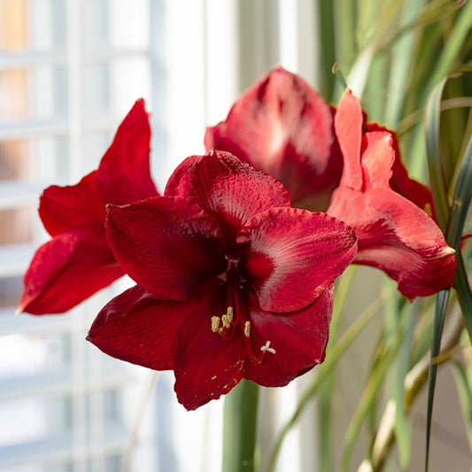 Amaryllis 'Red Lion' - Amaryllis red lion - Bloembollen