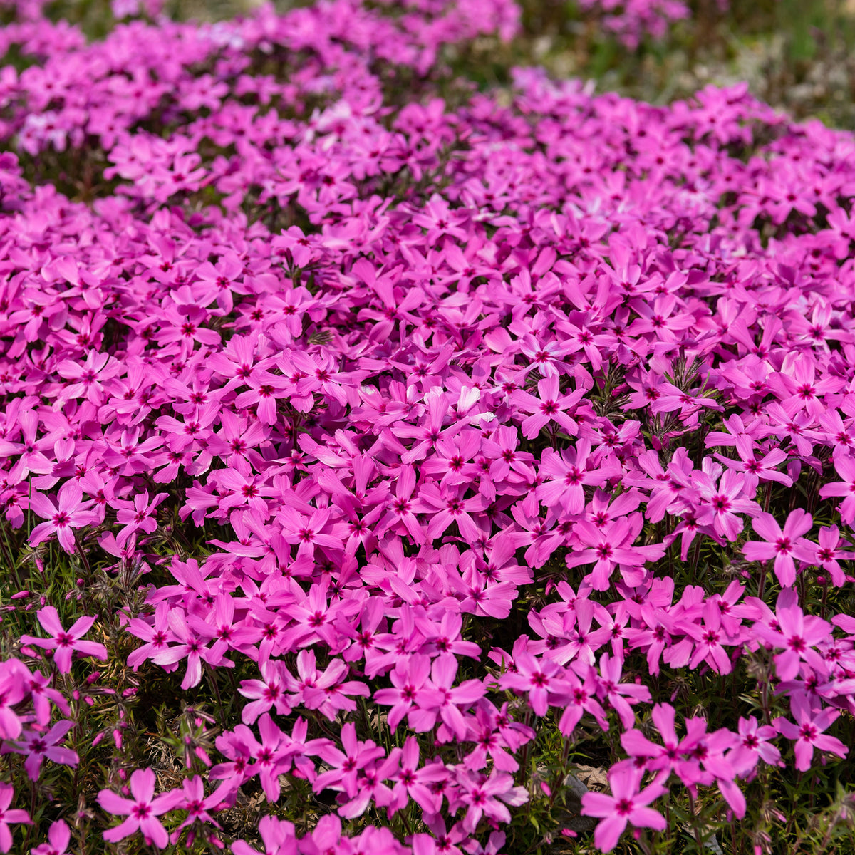 Borstelvlambloem Moerheimii roze - Phlox subulata Moerheimii - Bakker