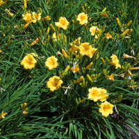 Hemerocallis Stella de Oro - Daglelie 'Stella d'Oro) - Hemerocallis - Daglelie