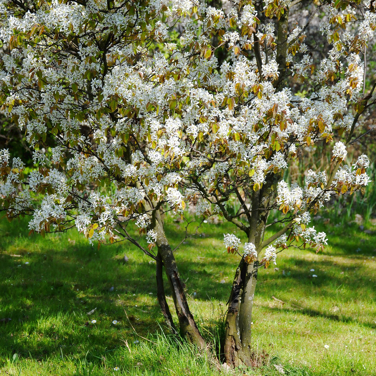 Amelanchier lamarckii - Krentenboom - Bloeiende heesters