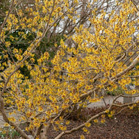 Chinese Toverhazelaar - Hamamelis mollis - Bakker