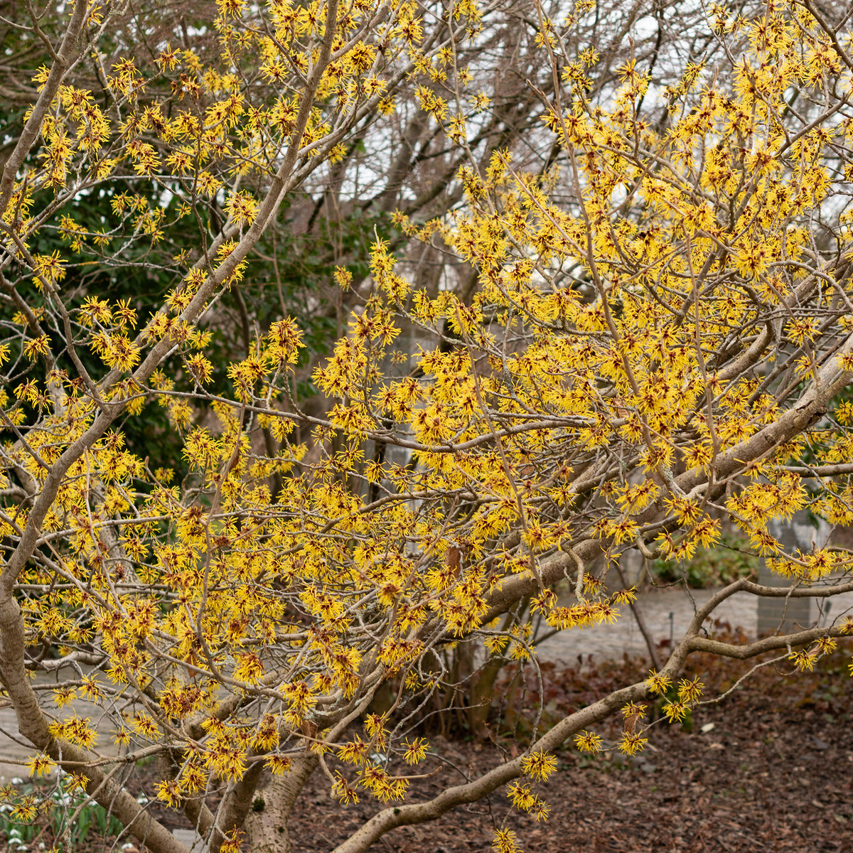 Chinese Toverhazelaar - Hamamelis mollis - Bakker