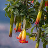 Engelentropmpet - rood + goud - Brugmansia