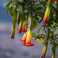 Verkoop Collectie Brugmansia's: rood, geel enroze (x3) - Brugmansia