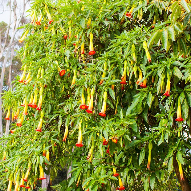 Brugmansia - Engelentropmpet - rood + goud - Brugmansia - Engelentrompet