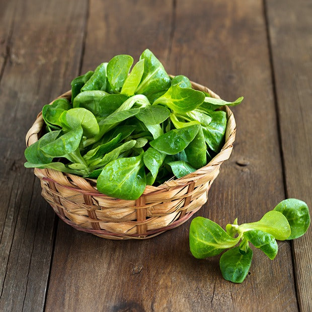 Veldsla 'Verte d'Etampes' - Valerianella locusta verte d'etampes - Moestuin