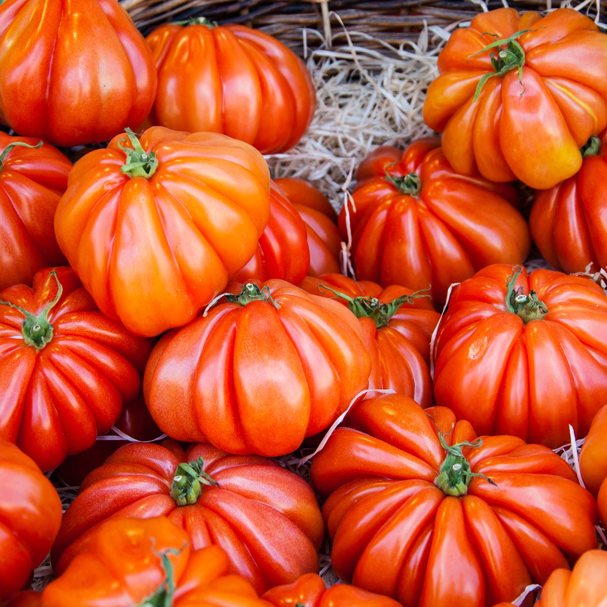 tomaten stokken Zaden Vleestomaat 'Beefsteak' - Solanum lycopersicum beefsteak