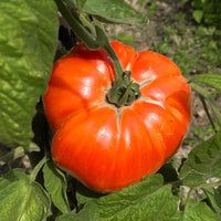 Vleestomaat 'Beefsteak' - Solanum lycopersicum beefsteak - Bakker