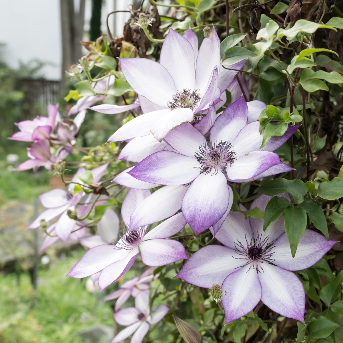 Bosrank 'Fond Memories' - Clematis florida fond memories - Bakker