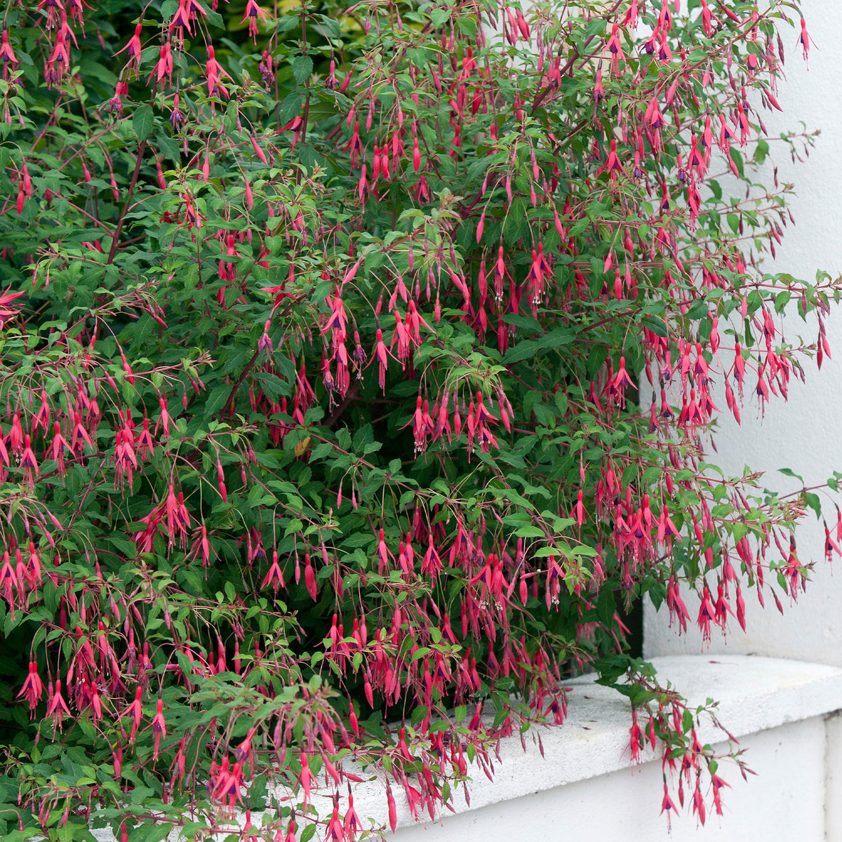 Bellenplant 'Riccartonii' - Fuchsia - Bakker