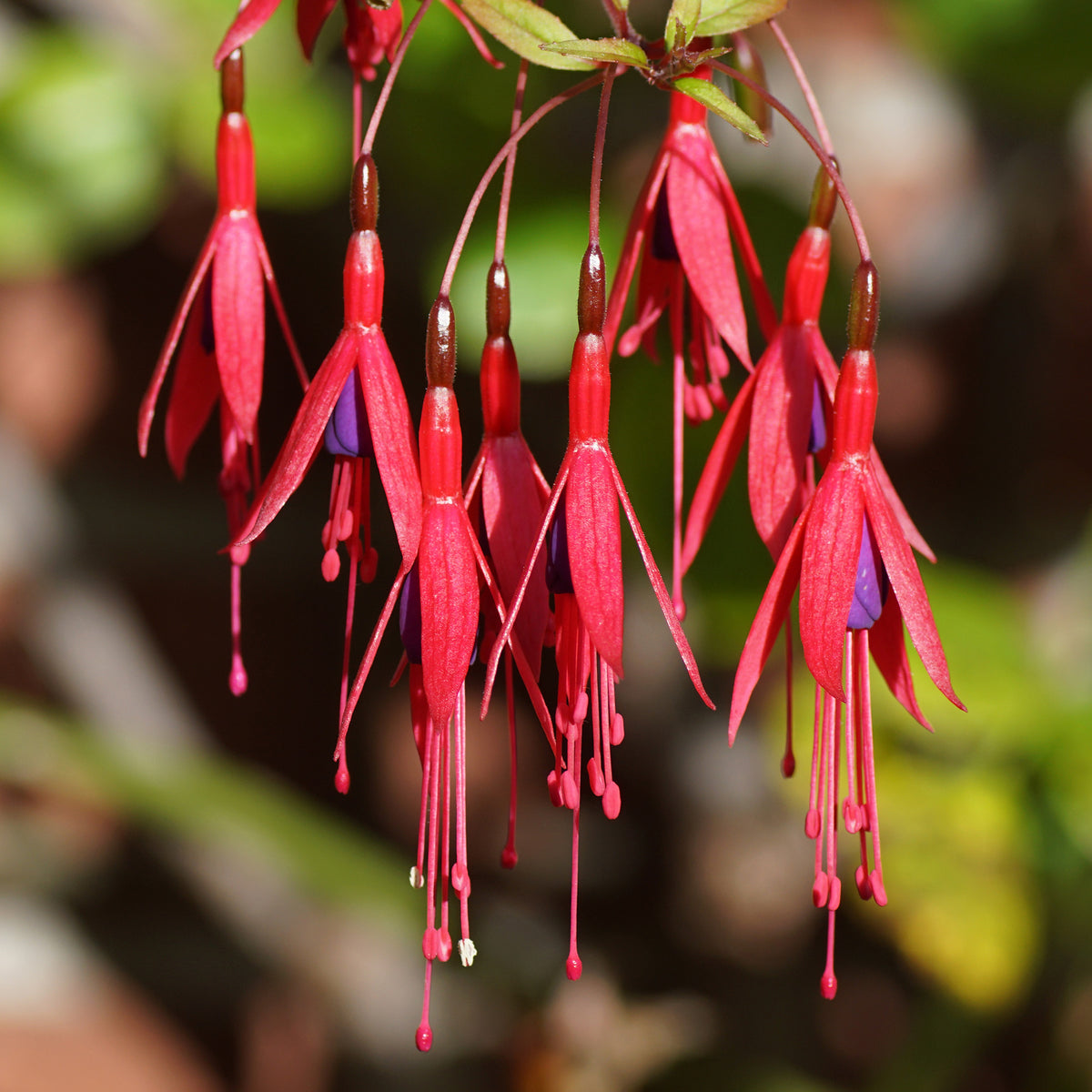 Bellenplant 'Riccartonii' - Bakker