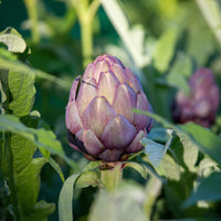 Artisjok 'Violet de Provence' - Cynara cardunculus scolymus Violet de Provence - Bakker