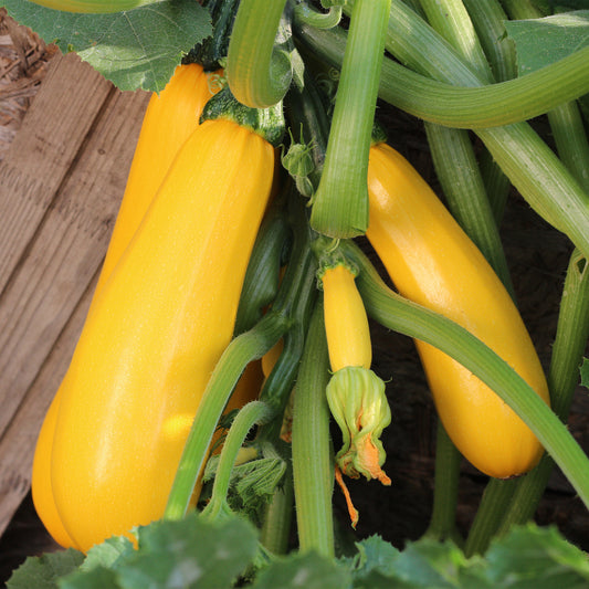 Courgette 'Soleil F1' - Cucurbita pepo soleil f1 - Moestuin