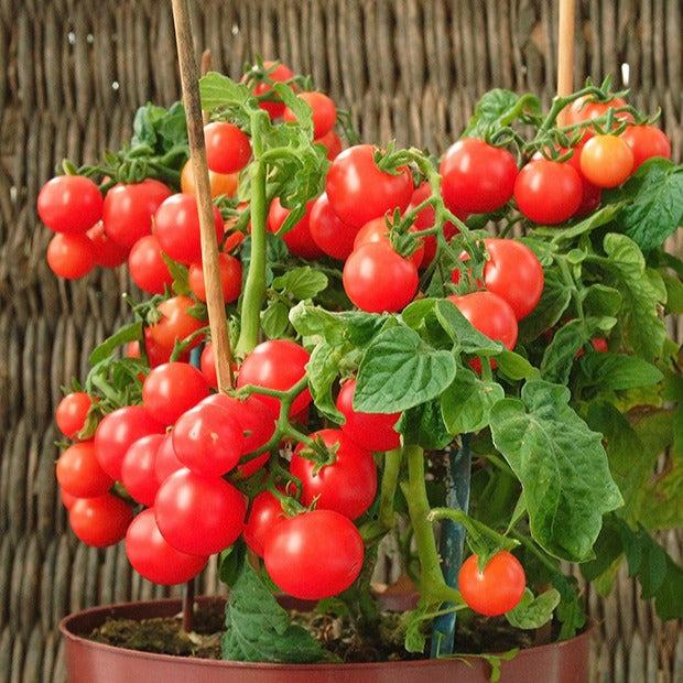 Cherrytomaat 'Minibel' - Lycopersicon lycopersicum minibel - Bakker
