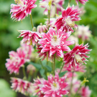 Akelei 'Nora Barlow' - Aquilegia nora barlow - Bakker